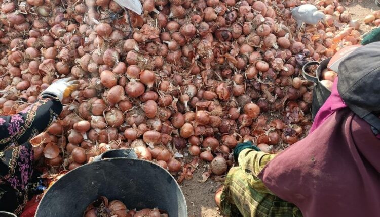 أزمة البصل في المغرب: صرخات المواطنين تتحول إلى سؤال ملح حول السياسات الغذائية