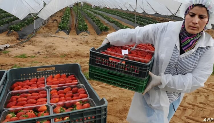 وزير الشغل يسلط الضوء على مستجدات ملف عاملات الفراولة المغربيات في إسبانيا