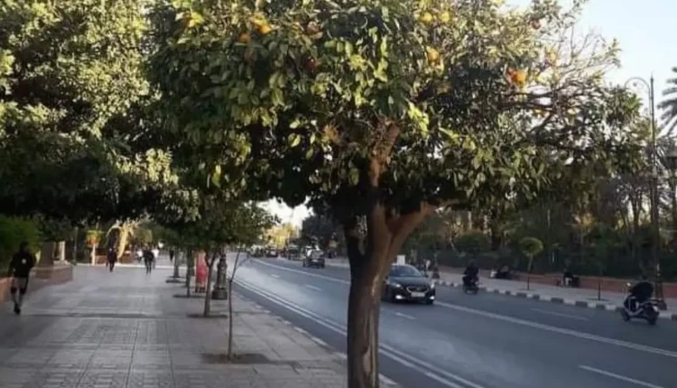 دعوة للحفاظ على أشجار الزنبوع المعمرة في مراكش