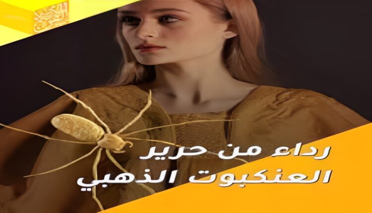 "إنتاج أغلى نسيج في العالم من حرير العناكب الذهبية"