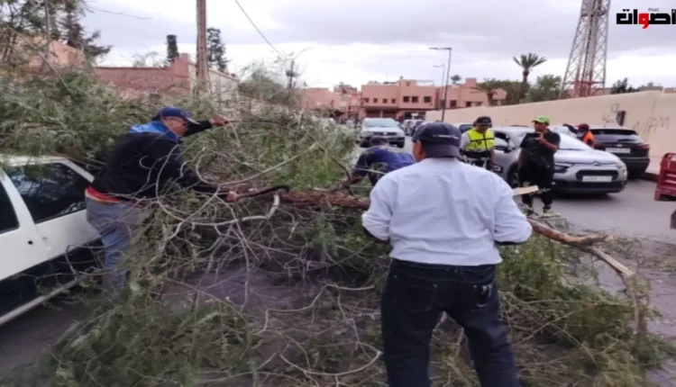 حادث تَعْدِيين الأشجار يثير استياء سكان حي الوحدة الرابعة بمراكش ويهدد السلامة العامة