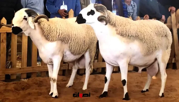 إجراءات صارمة لمنع ذبح الأضاحي خلال العيد
