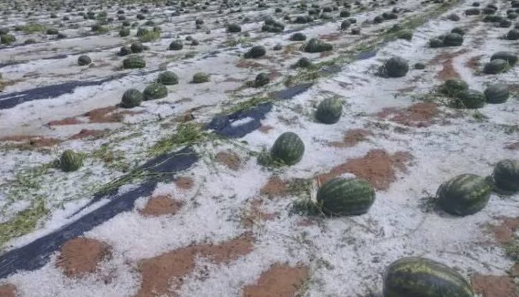 عاصفة رعدية تتسبب في خسائر فادحة للضيعات الفلاحية في زاكورة