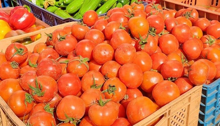 السفير السيراليوني يزور مشروع الطماطم لشاب بالداخلة لتعزيز التعاون الاقتصادي