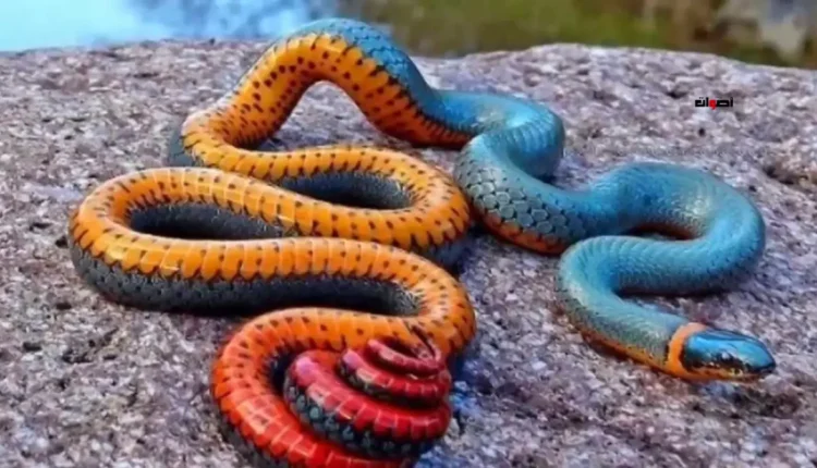 ارتفاع درجات الحرارة يعزز خطر لدغات الزواحف السامة بالمغرب.. الإسعاف السريع ينقذ الأرواح
