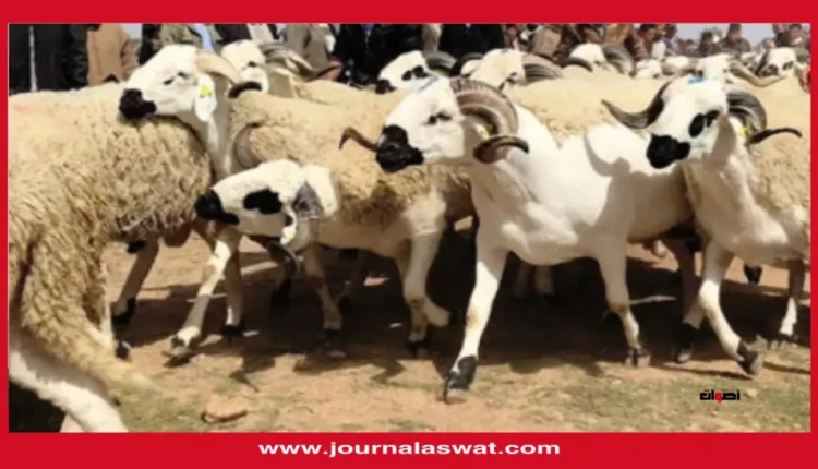 أكادير.. السلطات المحلية تنطلق في عملية إحصاء القطيع الحيواني تماشياً مع التوجيهات الملكية