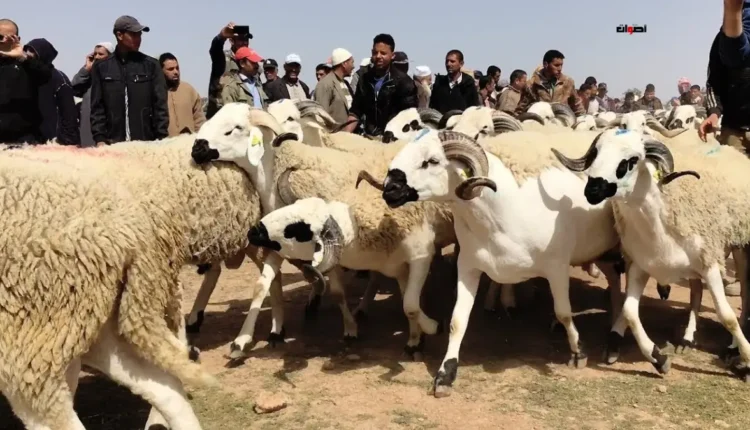 العيون .. اجتماع حول عملية إعادة تكوين قطيع الماشية