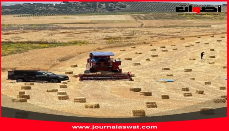 إقليم تاونات يختتم موسم الحصاد بنجاح استثنائي رغم التحديات الاقتصادية والبيئية