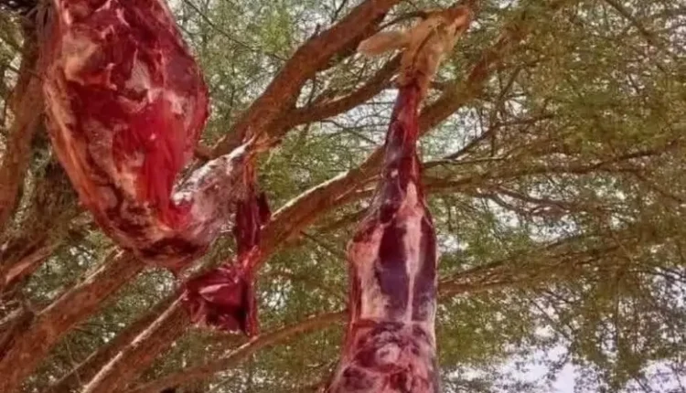 ثلاثة أشخاص يوقفون بتهمة الصيد غير المشروع للغزلان بجماعة تاسريرت بإقليم تيزنيت