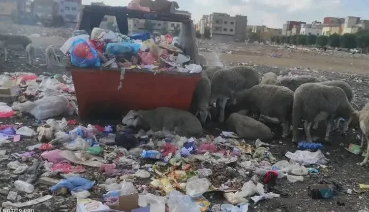 أزمة بيئية تهدد ساكنة عين عودة بسبب محطة معالجة المياه العادمة