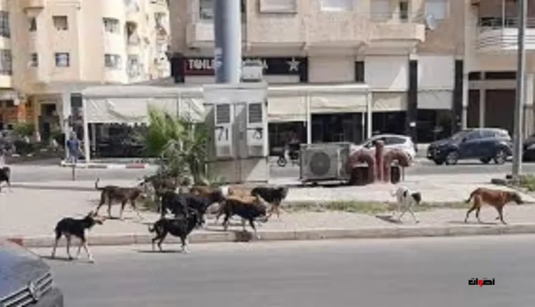 رعب الكلاب الضالة يلاحق سكان فاس
