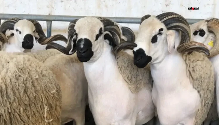 انطلاق العملية الوطنية لإحصاء الماشية بجهة فاس-مكناس لدعم القطيع الوطني