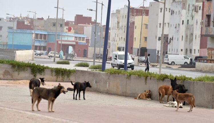 مجلس الحكومة يصادق على مشروع قانون الحيوانات الضالة