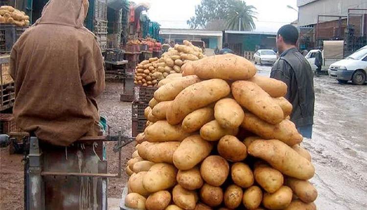 صادرات البطاطس المغربية تعود بقوة بعد سنوات من التراجع