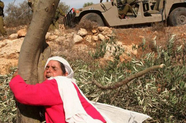 الجيش الإسرائيلي يدمّر أكثر من 3000 شجرة زيتون معمرة في فلسطين