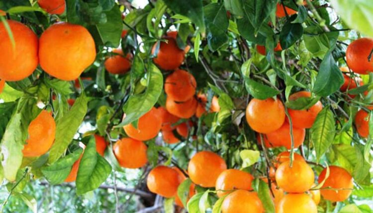 البرتقال المبكر بزيادة